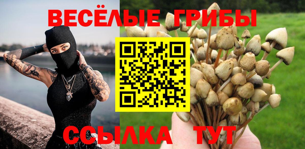 Галлюциногенные грибы Psilocybe Майский